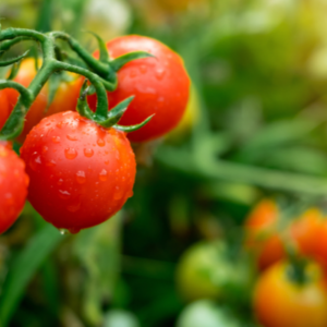 Tomate Amadrama - Caja 10 kg